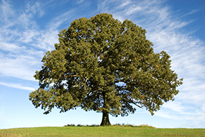 A large tree in the middle of a field.